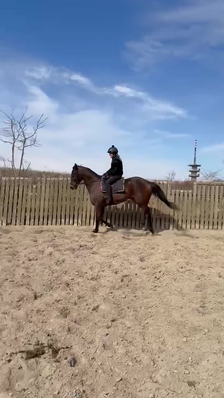 Allround hästar till salu: Fullblod med förutsättning till vad man vill. - Video 3