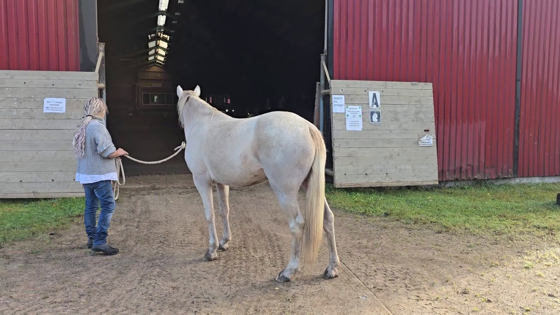 Working Equitation hästar till salu: En riktigt trevlig ponny  i Färgelanda - Video 2