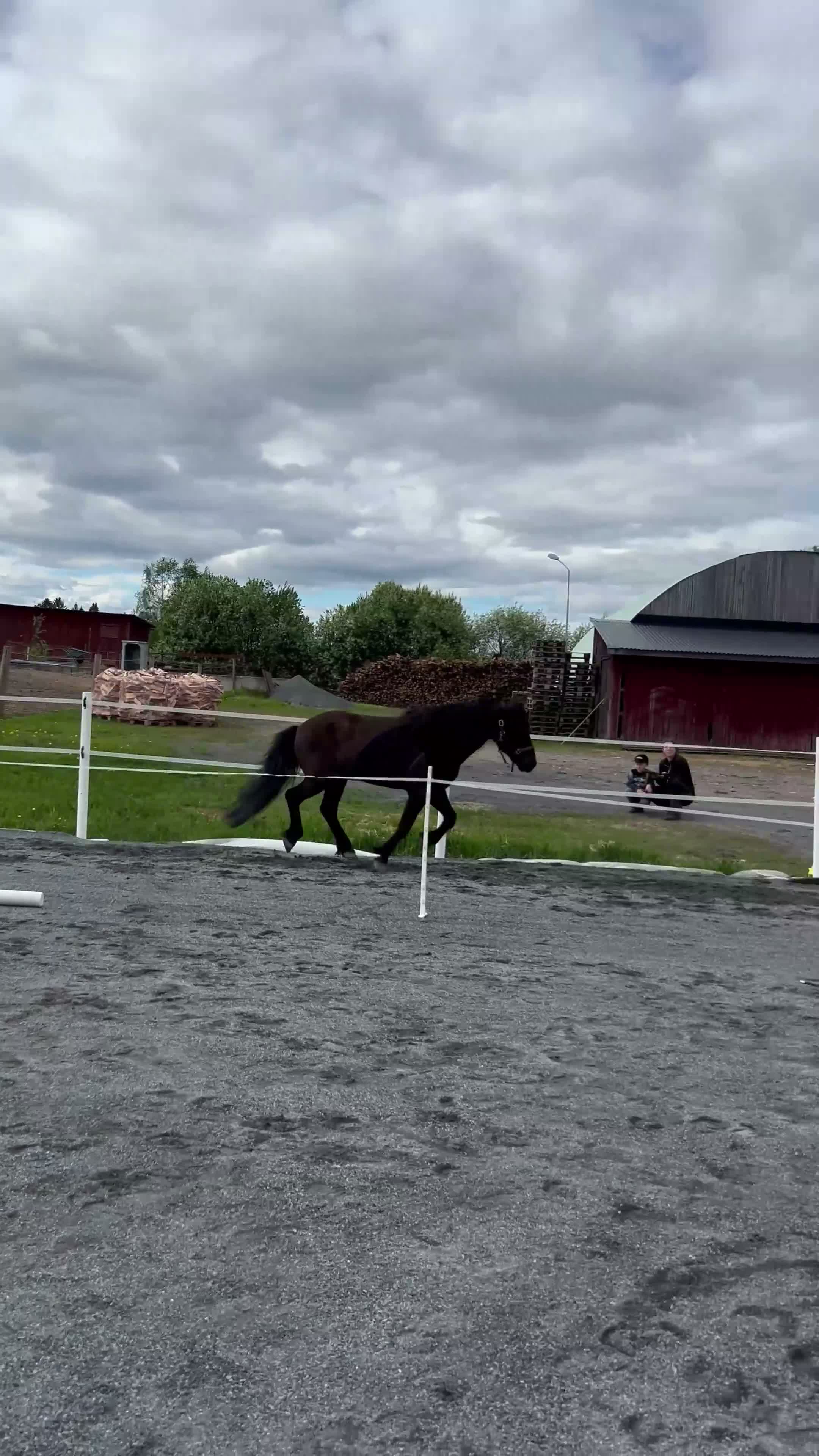 Island hästar till salu: Klok och cool femgångare - Video 2