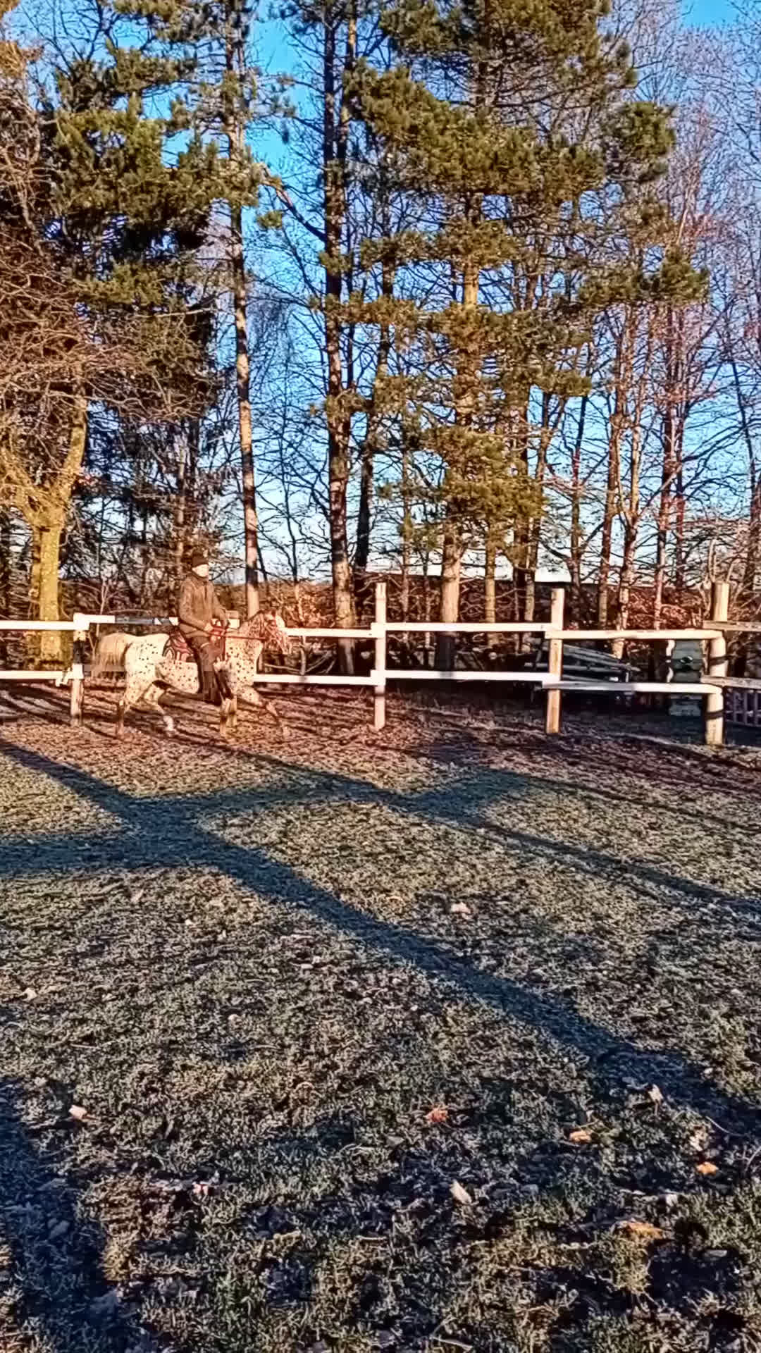Western hästar till salu: Appaloosa mare for sale - Video 1