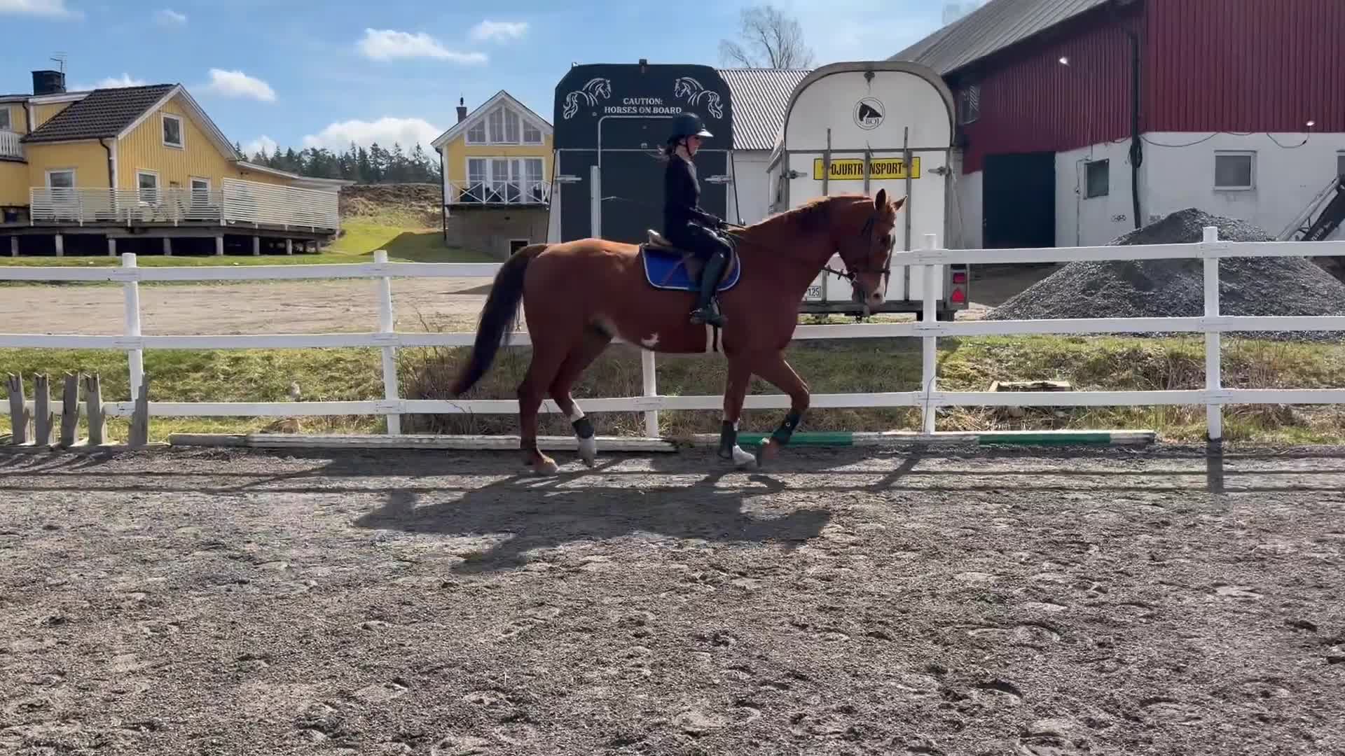 Allround hästar till salu: Läromästare av högsta kvalité - Video 3