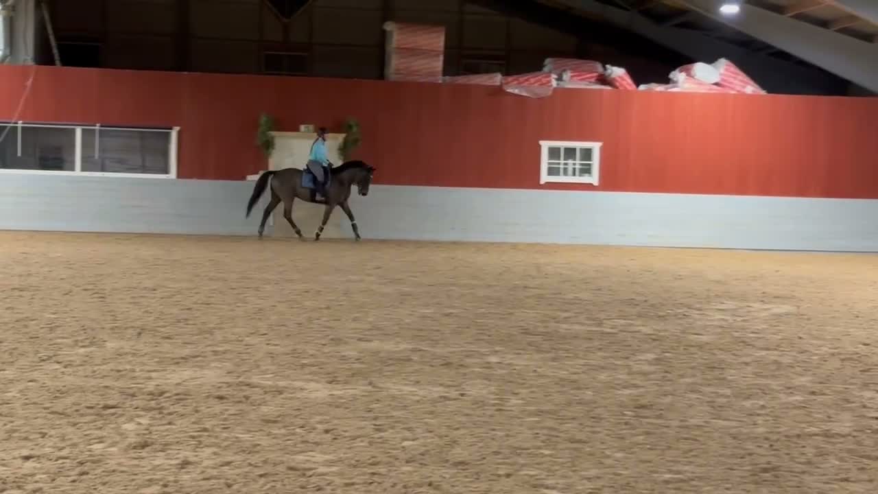 Allround hästar till salu: Snygg och personlig häst för träning och tävling  i Ekerö - Video 3