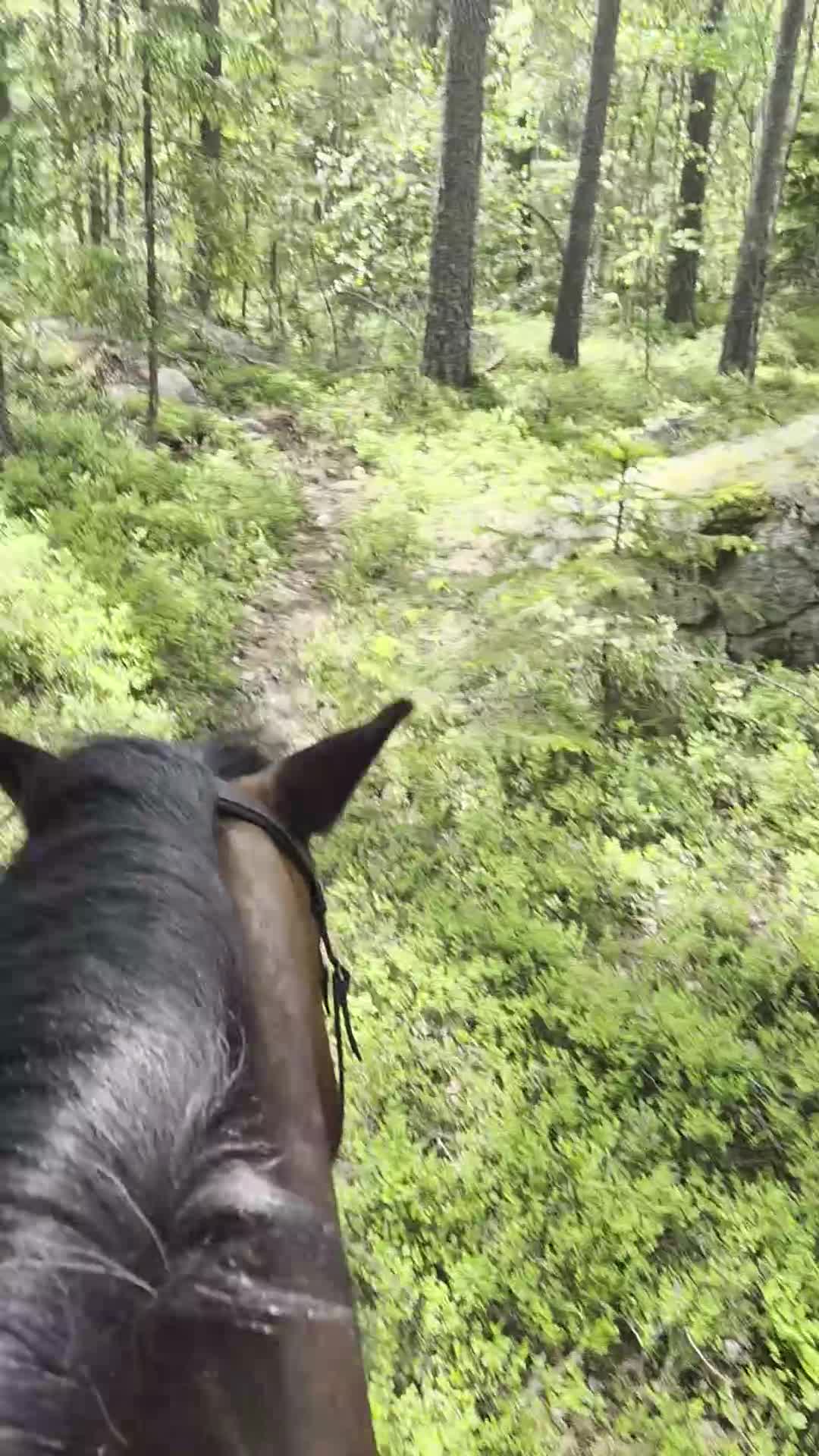 Allround hästar till salu: Trygg lugn häst🌻 - Video 1