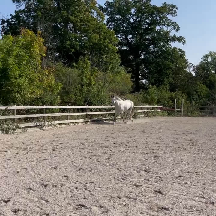 Hoppning hästar till salu: Fantastiskt sto i Påryd - Video 1