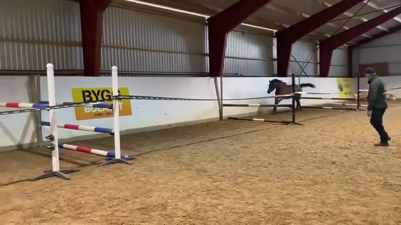 Allround hästar till salu: Projekthäst som tidigare tävlat  - Video 2