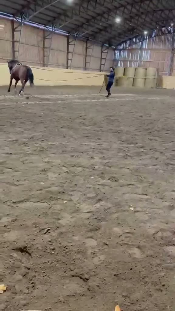 Allround hästar till salu: Lyxhäst för alla grenar🤩 - Video 3
