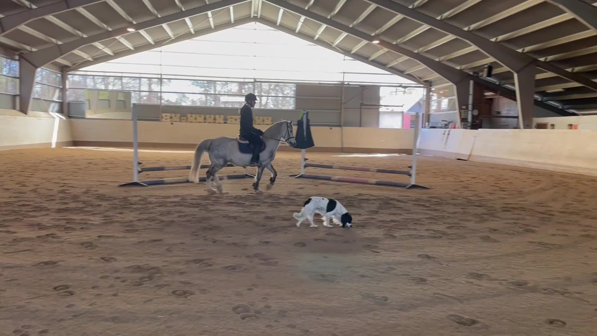 Allround hästar till salu: Sportig B-ponny  - Video 2