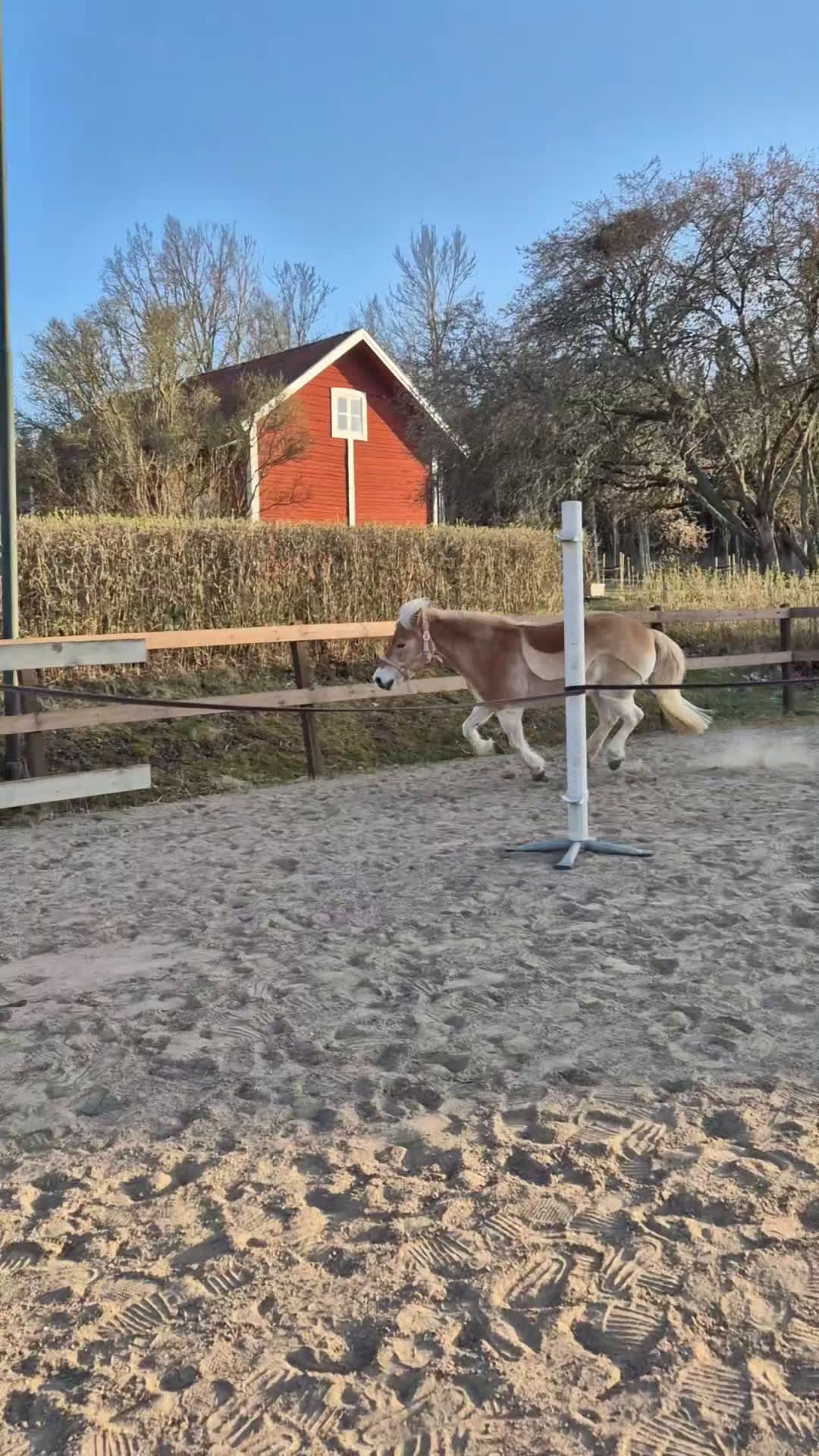 Allround hästar till salu: Guldponny söker ny liten ryttare i Kisa - Video 4