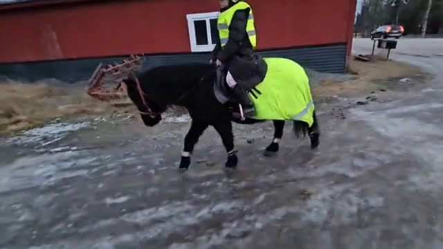 Allround hästar till salu: En trygg B ponny i Umeå - Video 2
