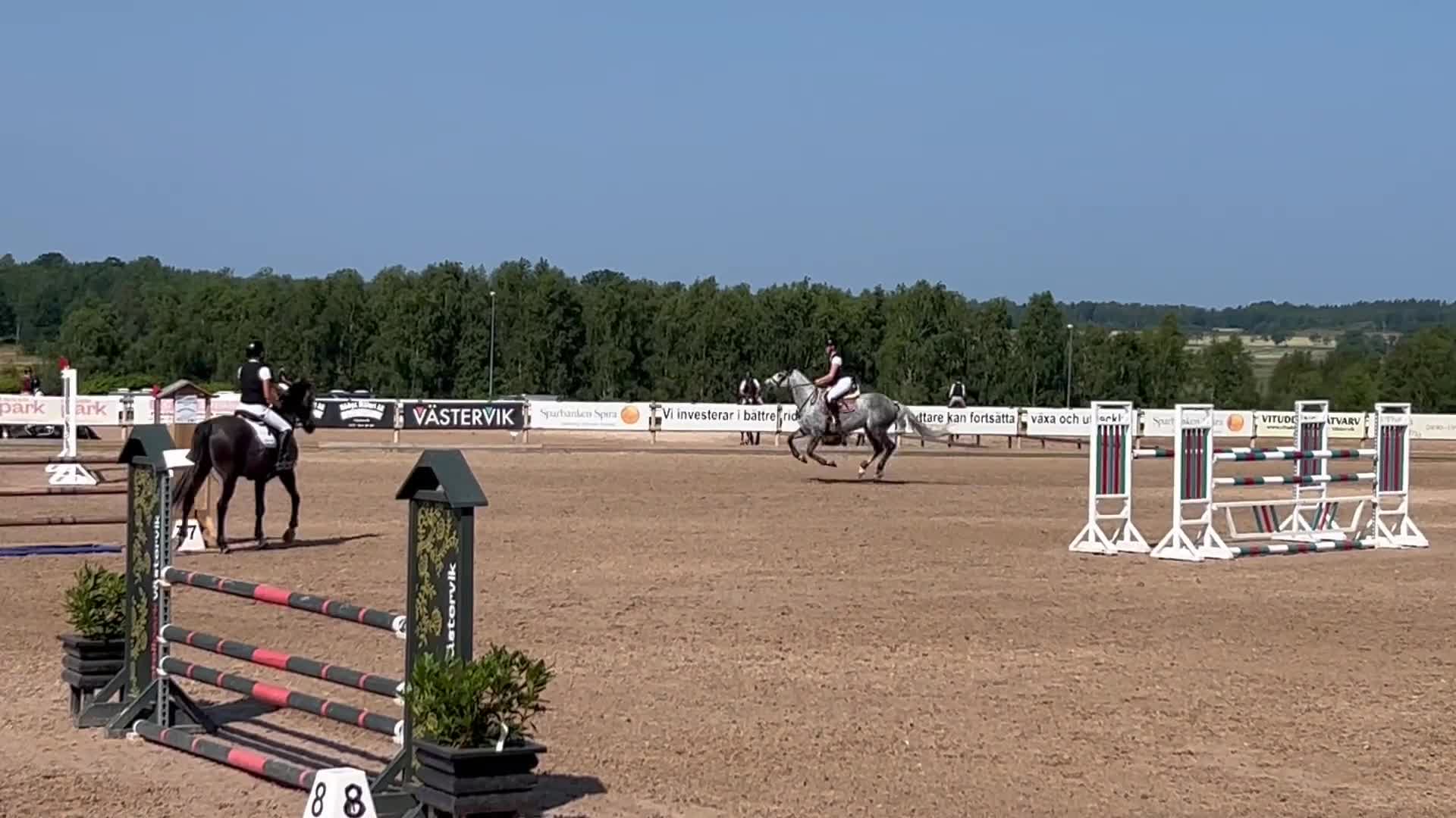 Hoppning hästar till salu: Superfint SWB sto med kapacitet - Video 5