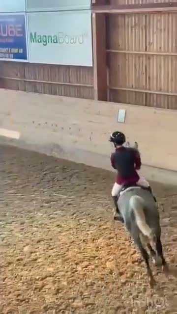 Allround hästar till salu: Lyxig hobbyponny för hopp och dressyr - Video 1