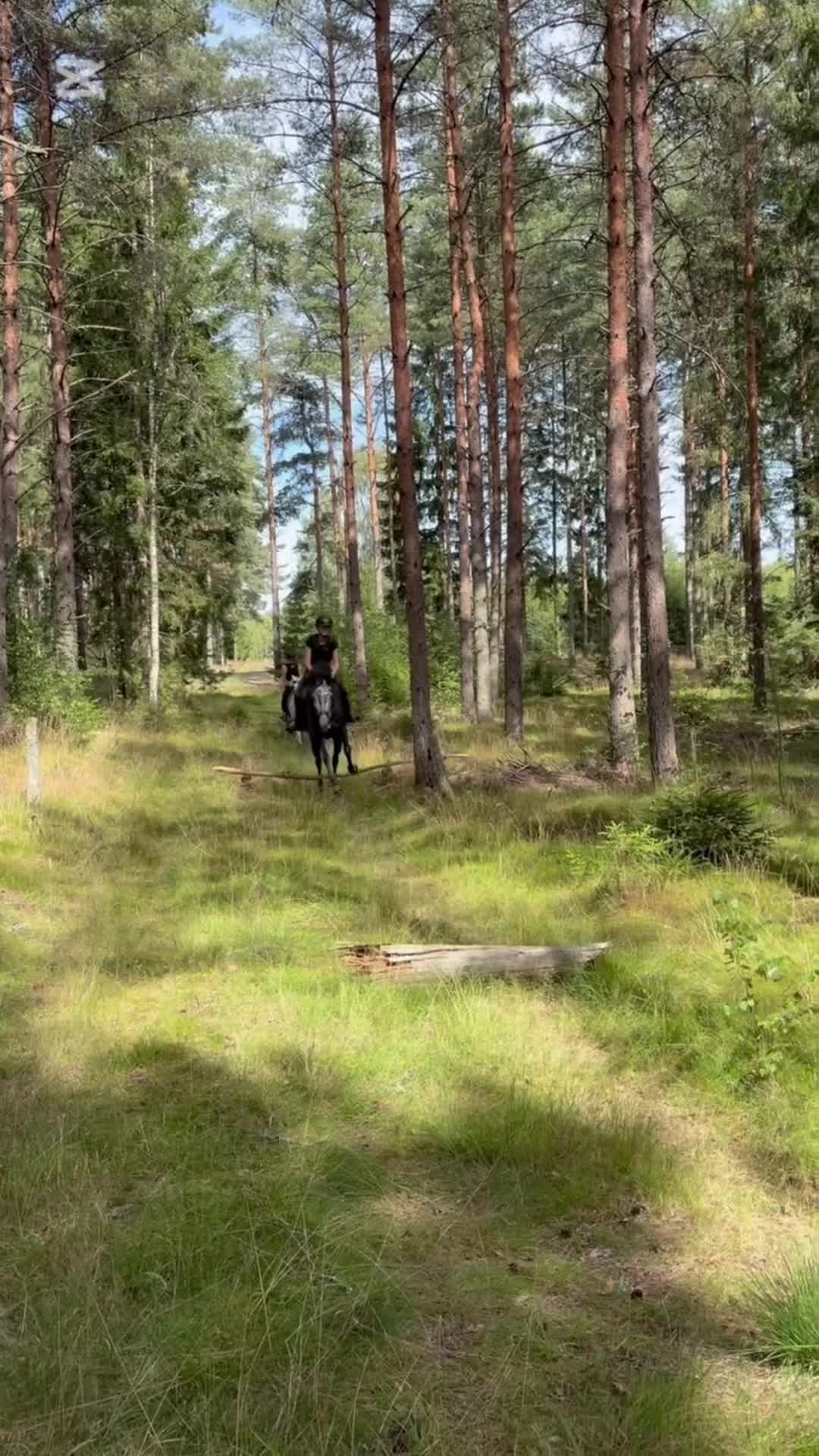 Allround hästar till salu: Snygg maxad D-ponny - Video 1