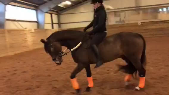  foderhäst sökes: Foderhäst sökes  - Video 5