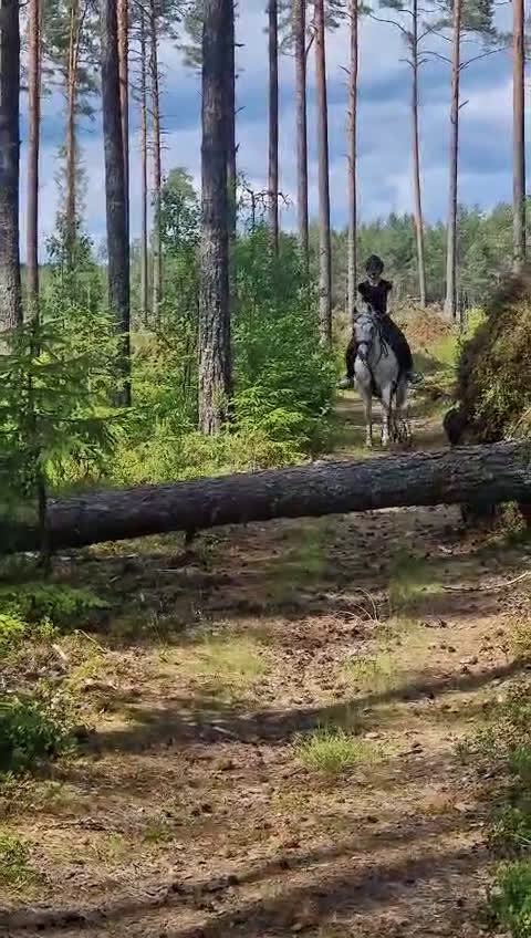 Allround hästar till salu: RESERVERAD one in a lifetime ponny - Video 4