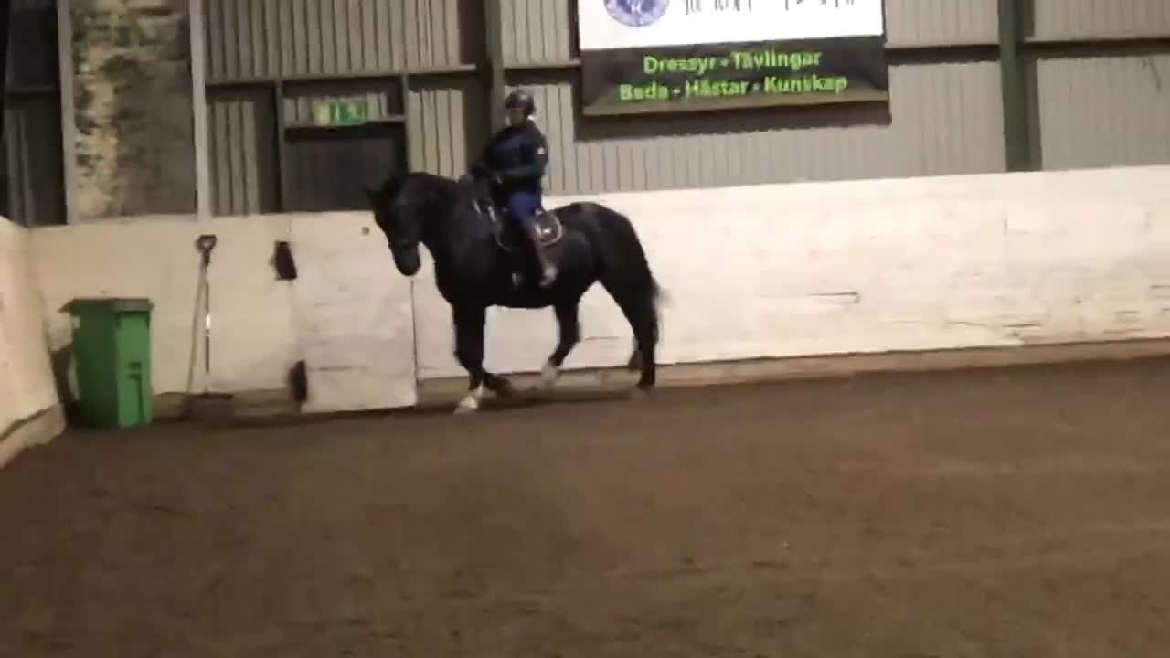 Allround hästar till salu: Vallack med personlighet - Video 4