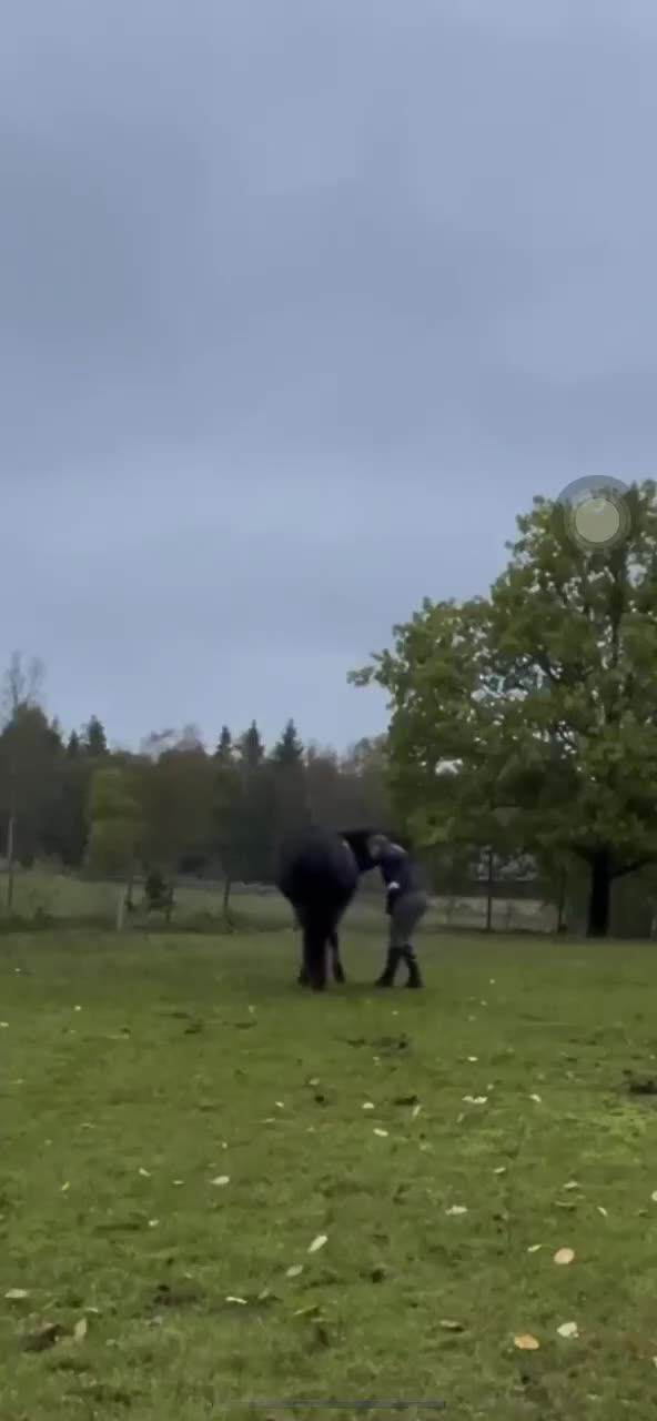  foderhäst finnes: Halv fodervärd / Medryttare  i Tenhult - Video 5