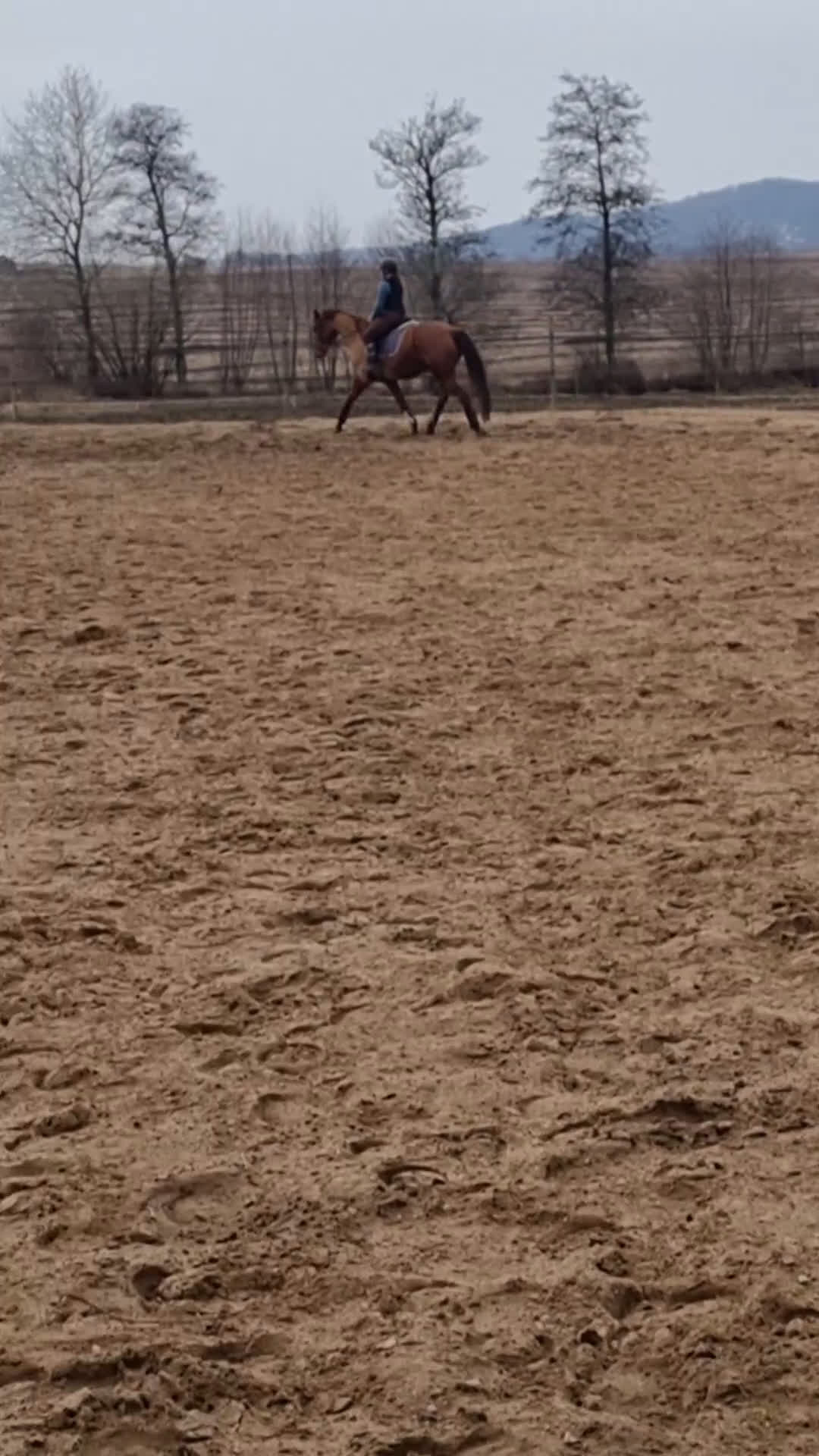 Dressyr hästar till salu: Superhäst söker ryttare - Video 1