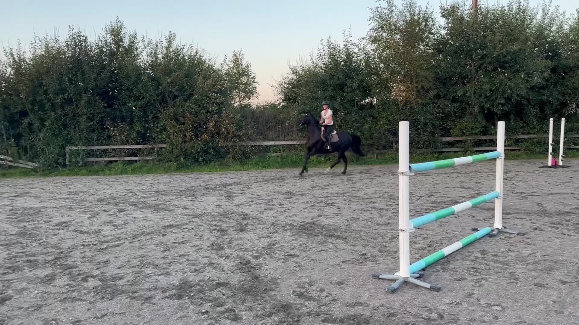Allround hästar till salu: Underbart sto säljes  - Video 4