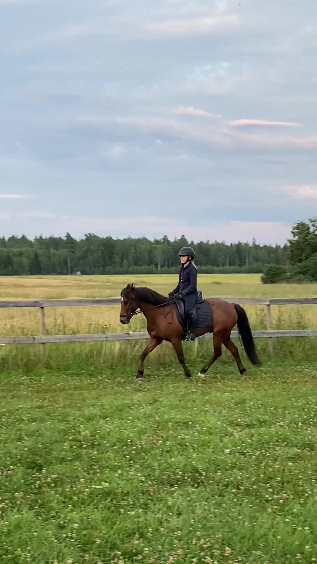 Allround hästar till salu: Skogsmulle och kompis i Ervalla - Video 3