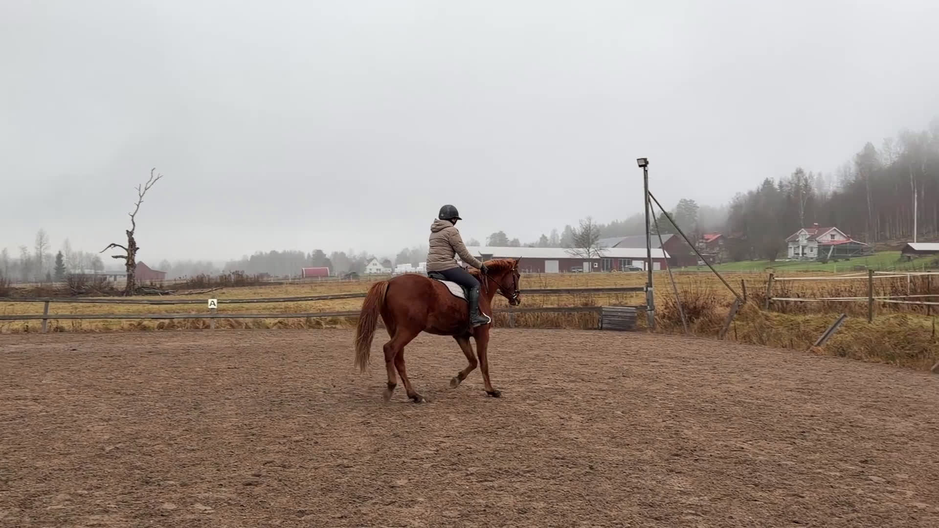 Dressyr hästar till salu: Lovande framtida dressyrämne i Sunne - Video 1