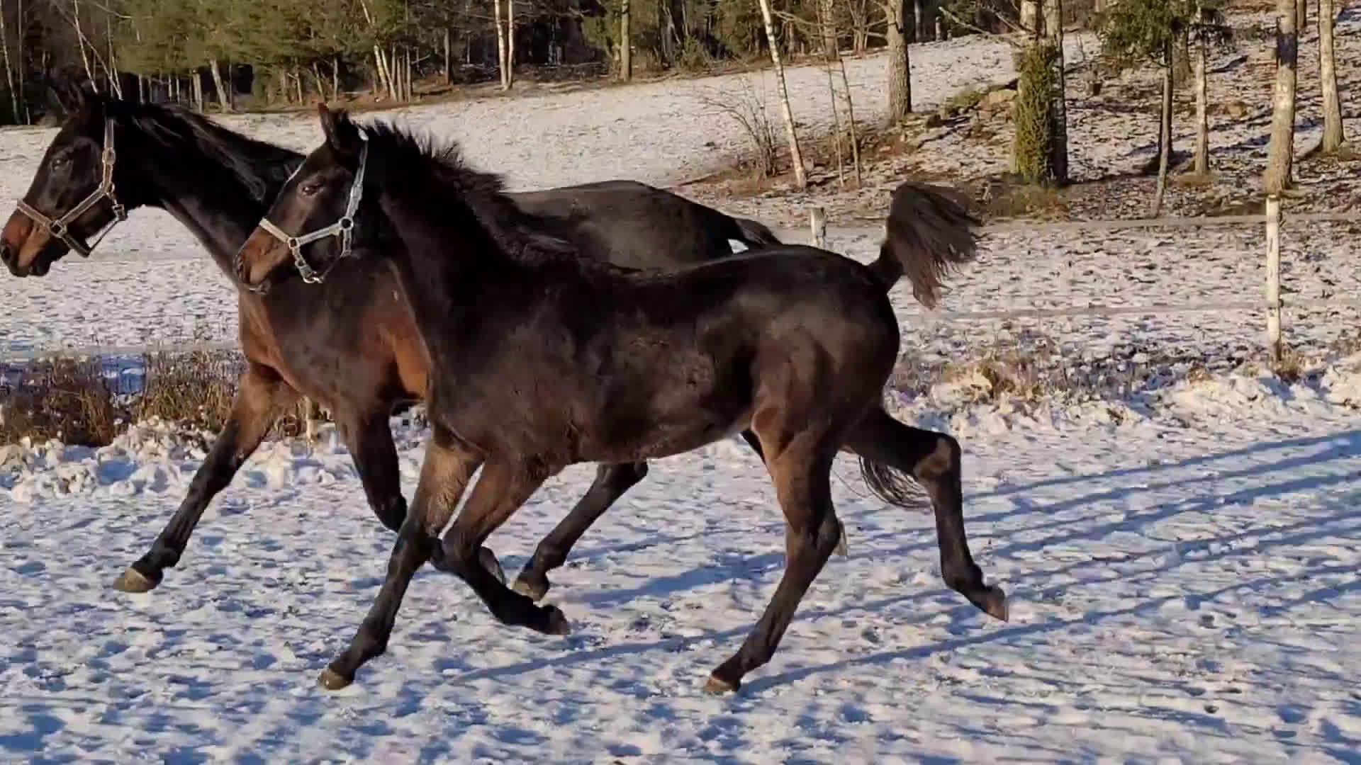 Dressyr hästar till salu: Toppkvalitét e: Top Secret - Video 1