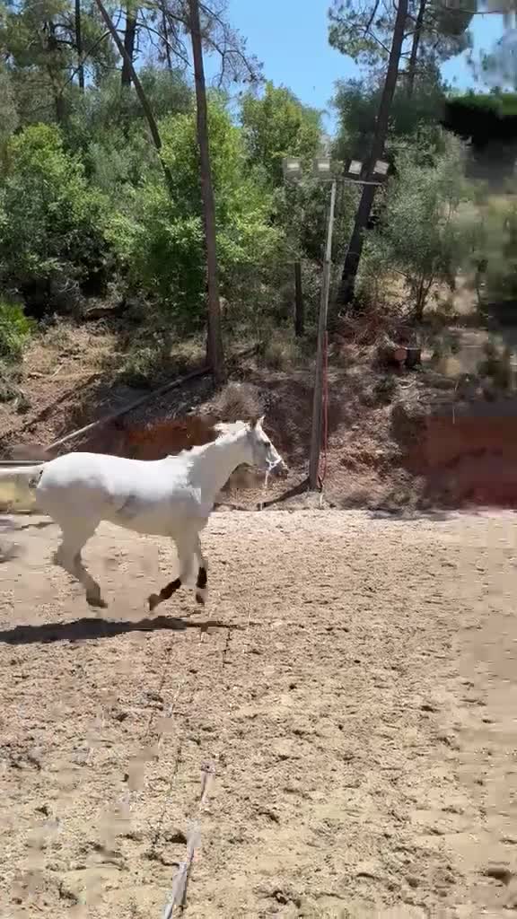 Övrigt hästar till salu: Hela letar sitt nya hem ❤️  - Video 1