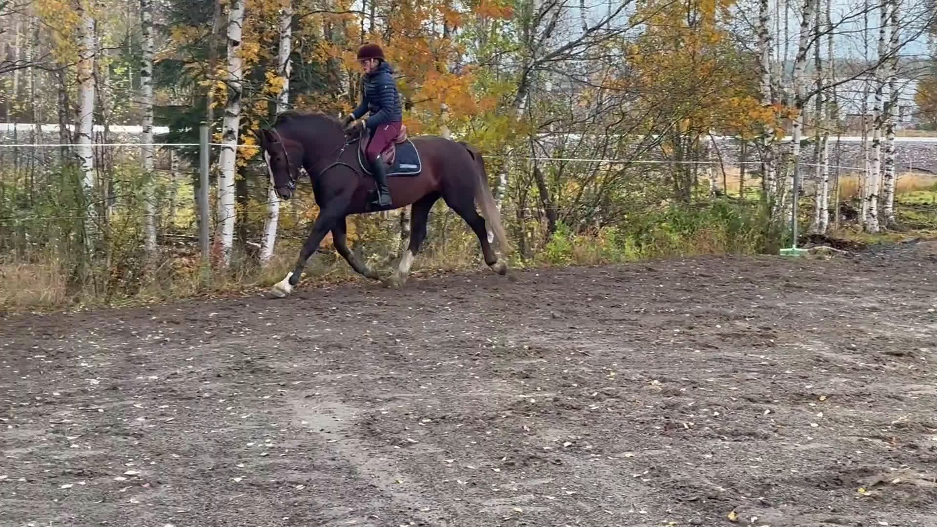 Allround hästar till salu: Irländskt sto i Vindeln - Video 4