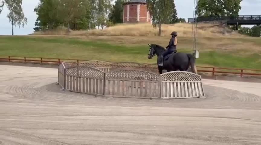 Allround hästar till salu: Kraftigt halvblodsto i Sparreholm - Video 1