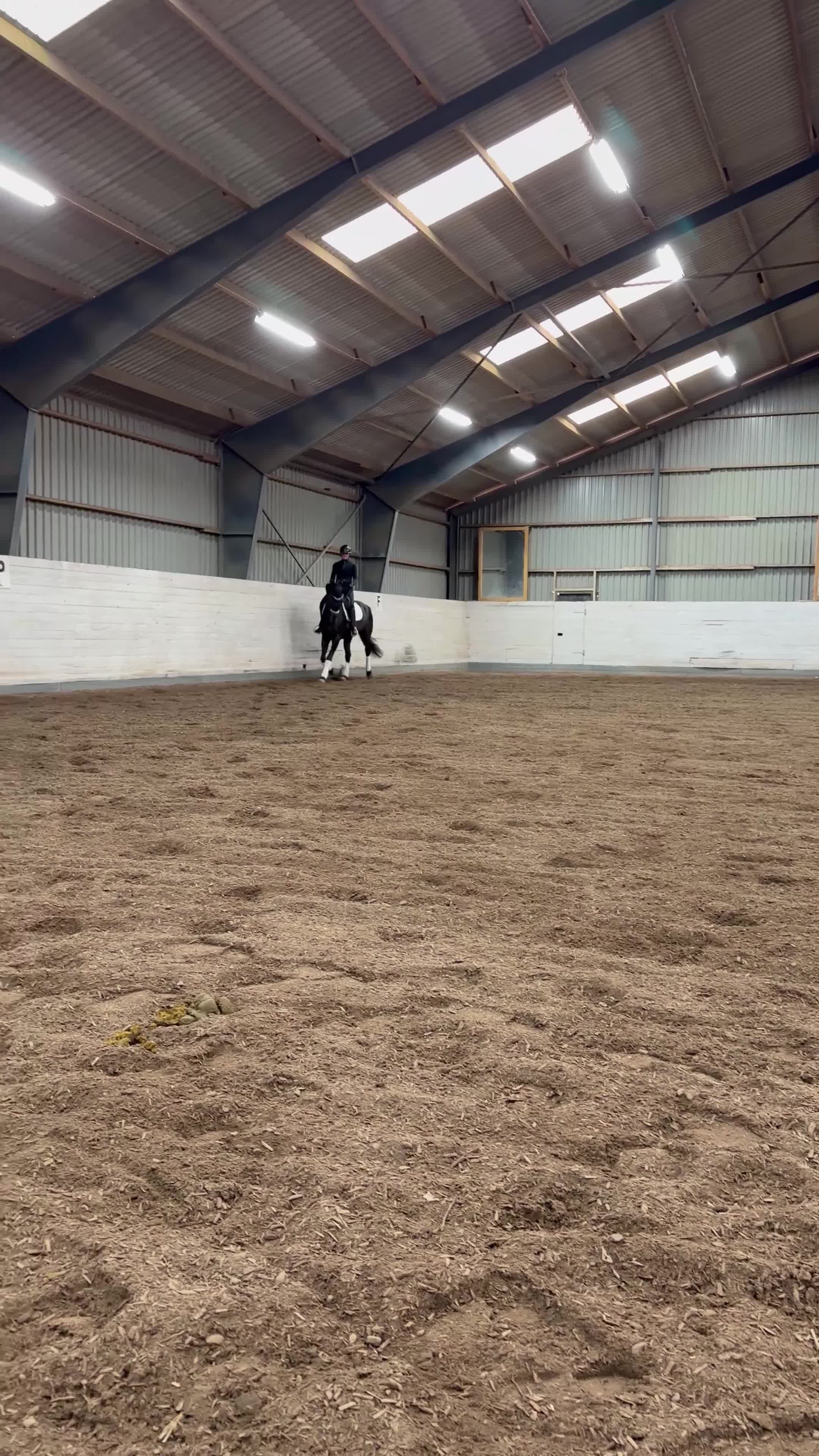 Dressyr hästar till salu: Stilig valack - Video 4