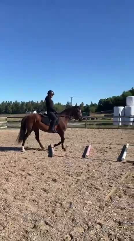 Allround hästar till salu: Roligt och känsligt sto söker nytt hem - Video 3