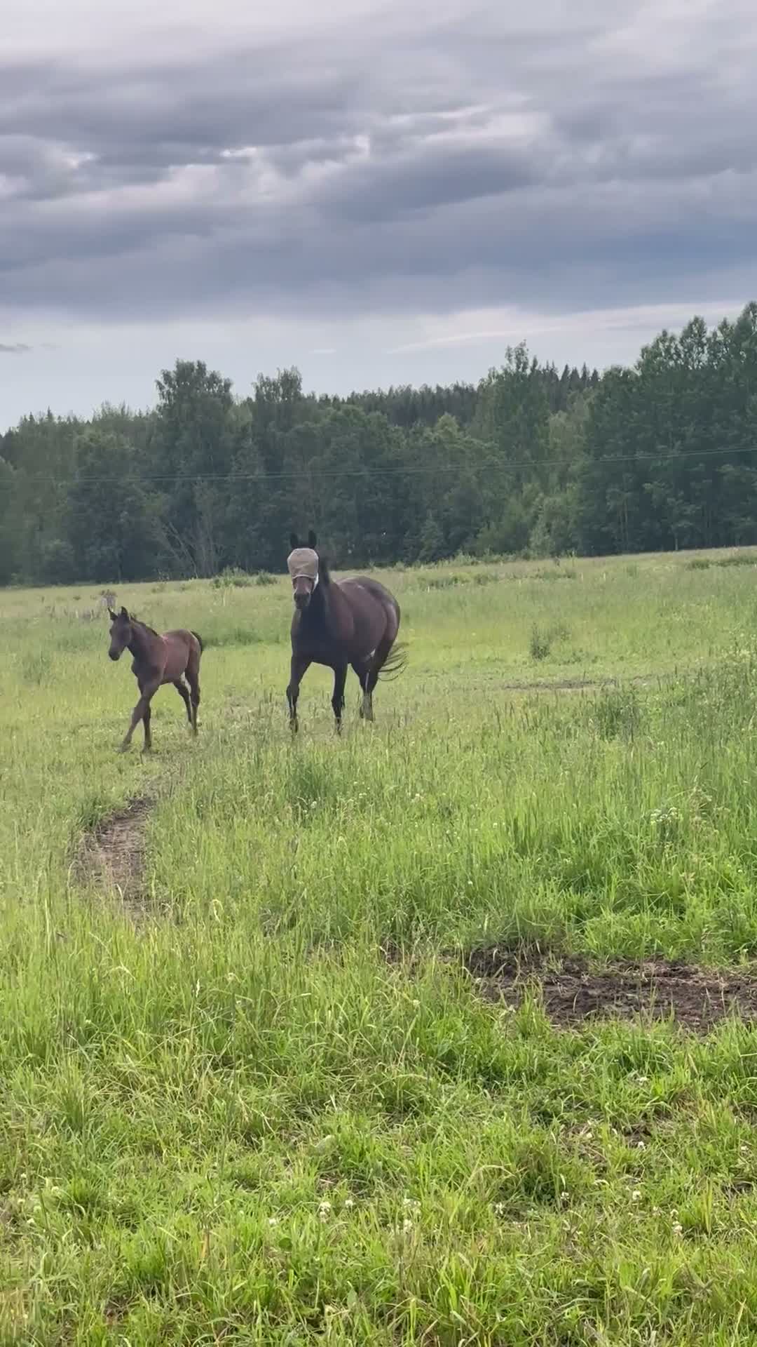 Dressyr hästar till salu: Lovande hingstämne med stark stostam - Video 2