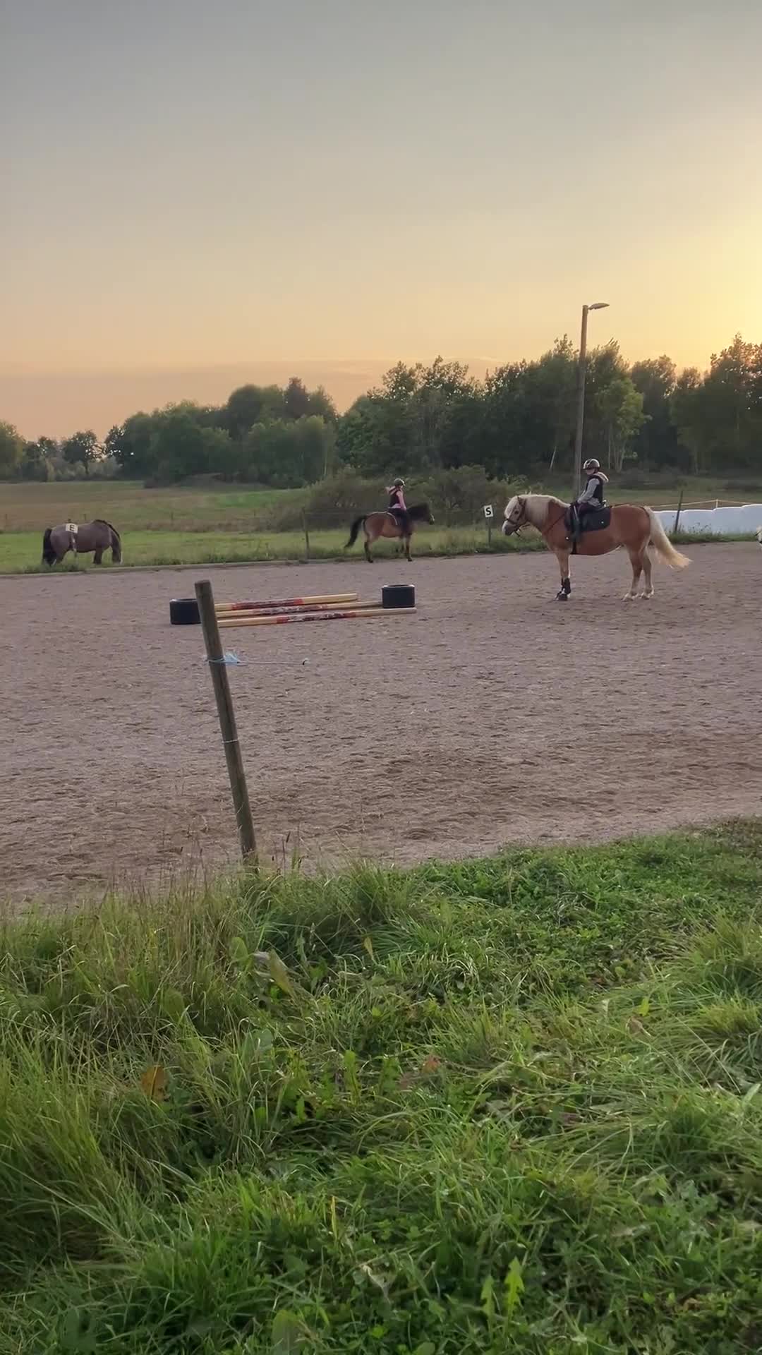 Allround hästar till salu: Vår älskade Hannah söker nytt hem i Motala - Video 2