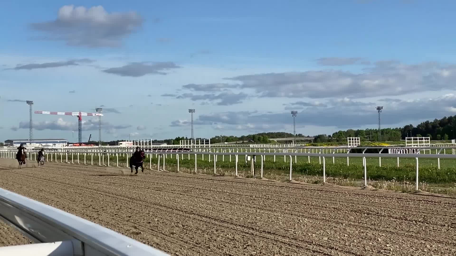 Galopp hästar till salu: Jättefin ponny för galoppbanorna  - Video 3