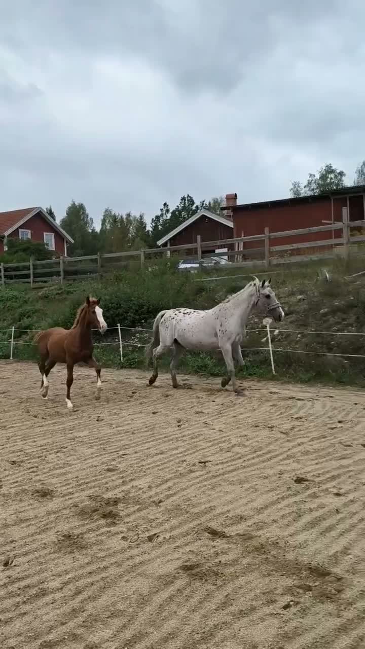 Hoppning hästar till salu: Hoppstammat hingstföl  i Hallabro - Video 3
