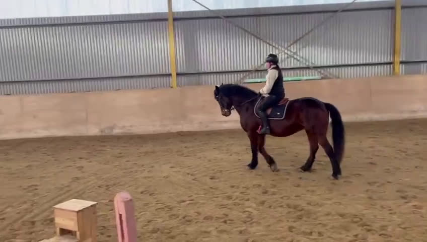 Allround hästar till salu: En bästavän, Bella  i Ödsmål - Video 5