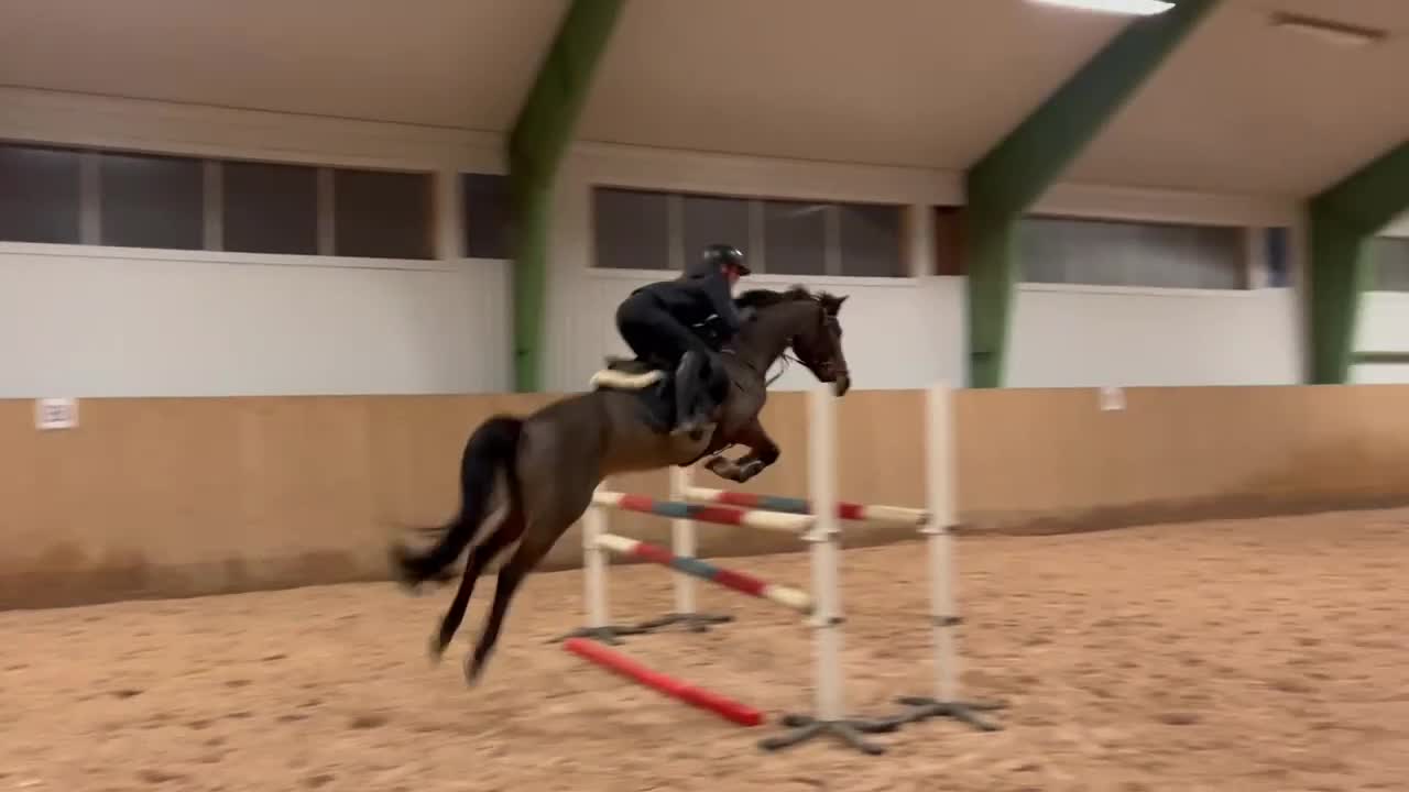 Hoppning hästar till salu: D-ponny till rutinerad ryttare i Domsjö - Video 2