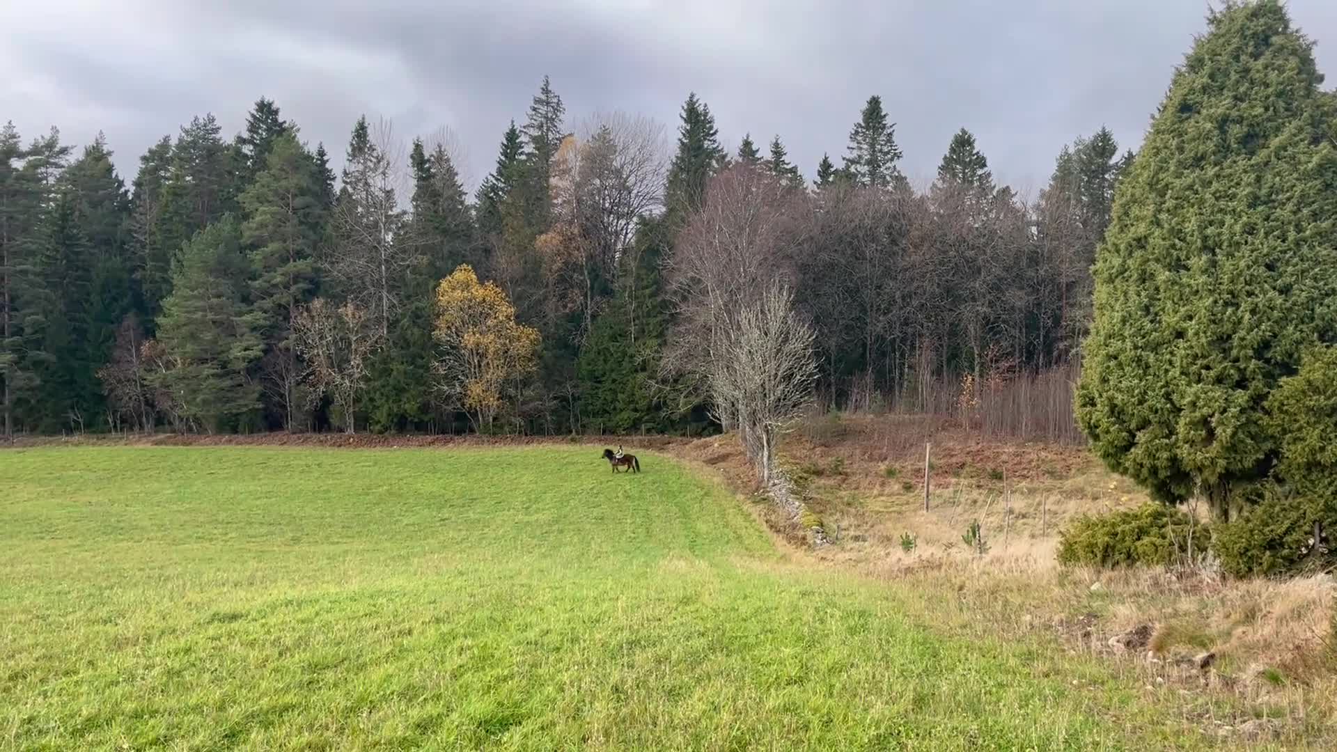 Allround hästar till salu: Trygg och snäll B ponny söker kärleksfullt hem - Video 3