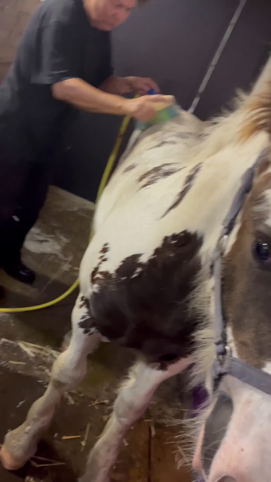 Allround hästar till salu: Mkt erfaret hingstföl i Eriksmåla - Video 2