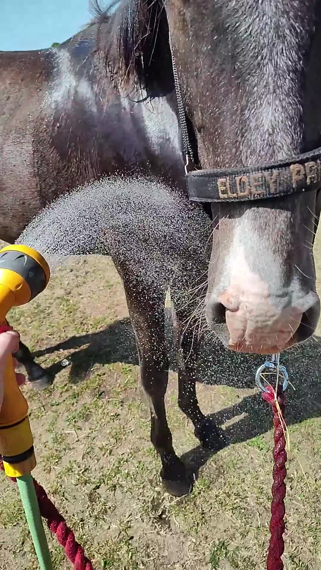 Working Equitation hästar till salu: exceptional colt, Brave, kind and gentle -Lopez IV - Video 2