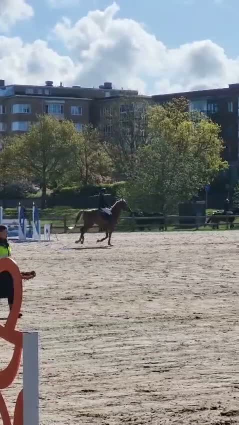 Hoppning hästar till salu: Mycket trevlig valack  - Video 2