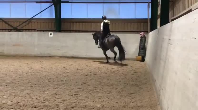 Hoppning hästar till salu: Trevlig fälttävlanshäst - Video 3