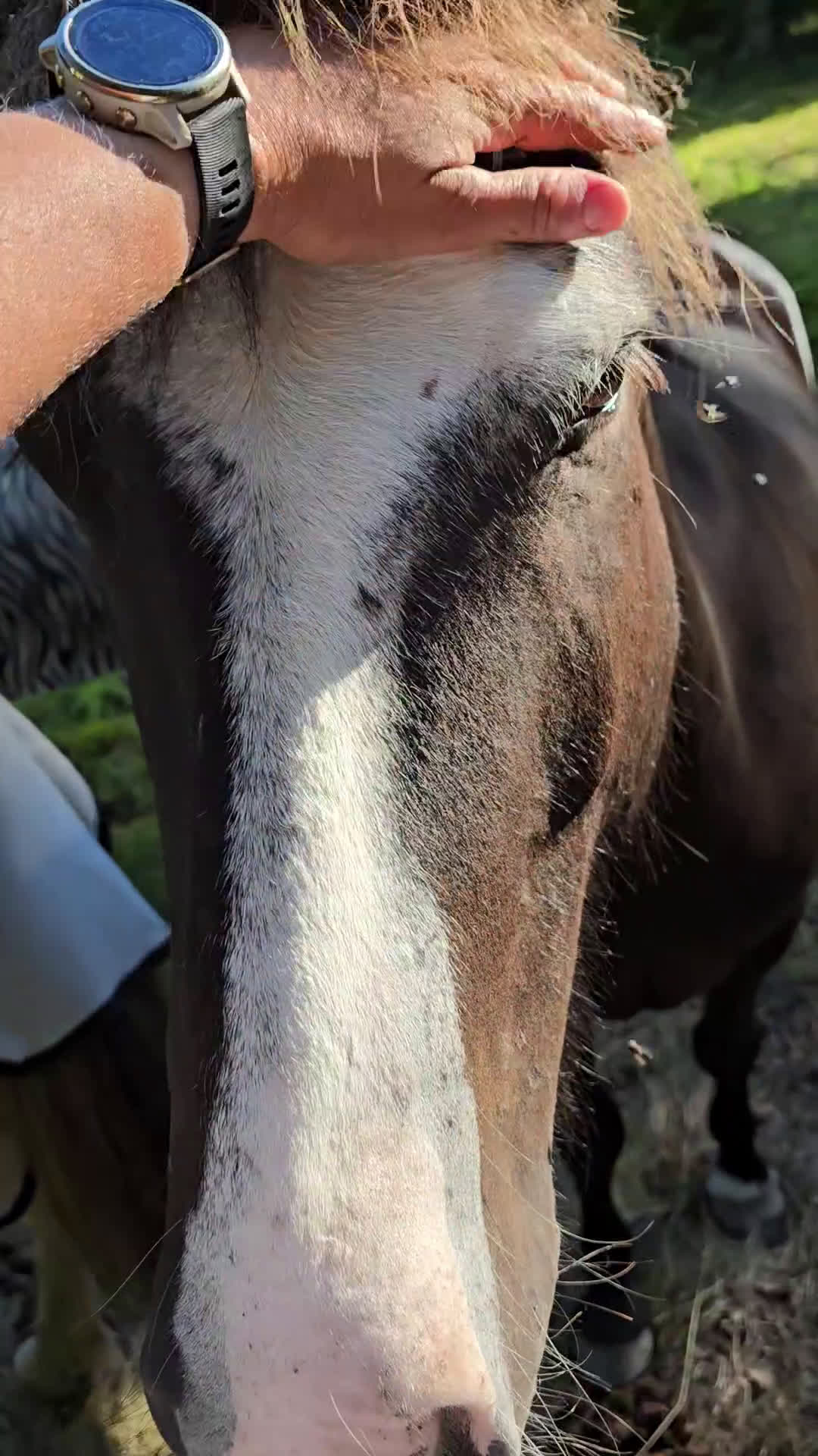 Island hästar till salu: Samtliga hästar  i Sankt Anna - Video 2