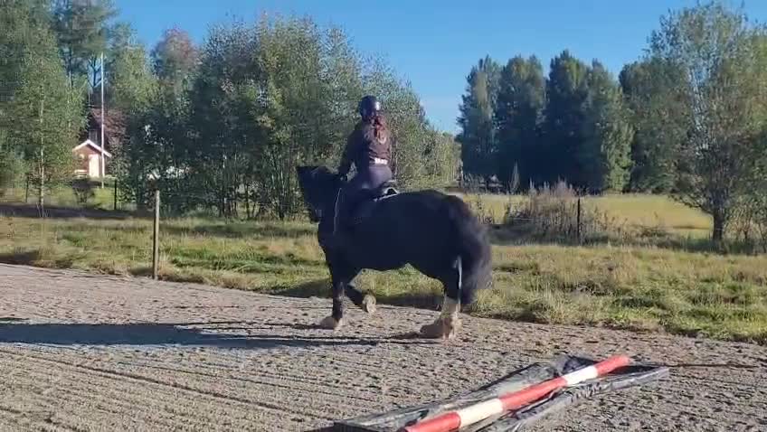 Allround hästar till salu: Charmigt bergatroll vill bli privathäst - Video 1