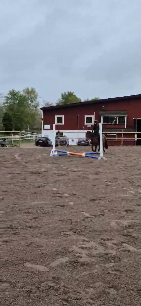 Dressyr hästar till salu: 🌟Sibborp’s Elwira🌟 - Video 2