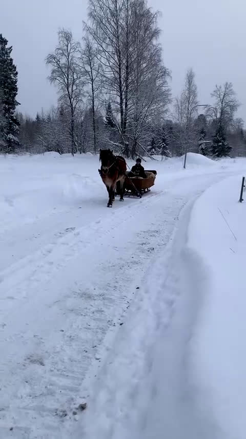 Körning hästar till salu: Fin körhäst i Enånger - Video 1