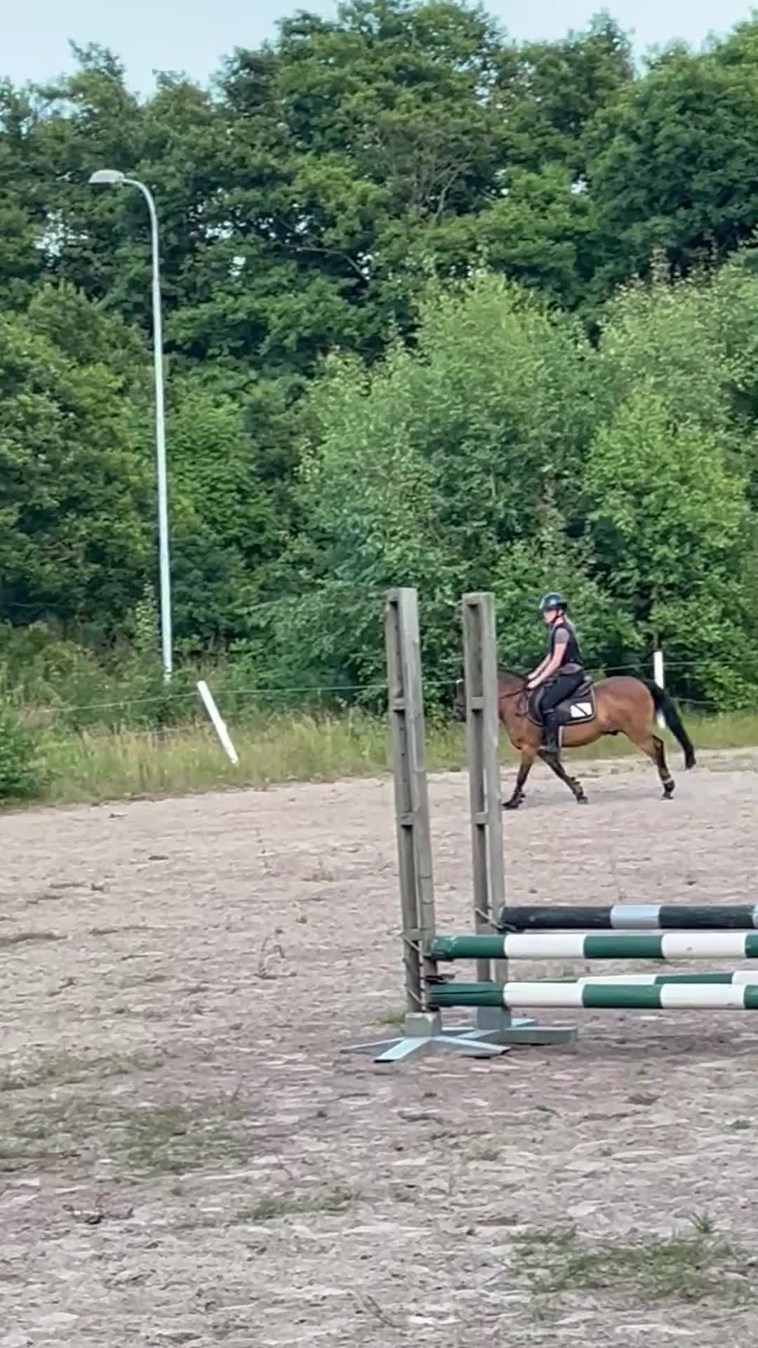 Allround hästar till salu: Ponny man kan göra allt med - Video 3