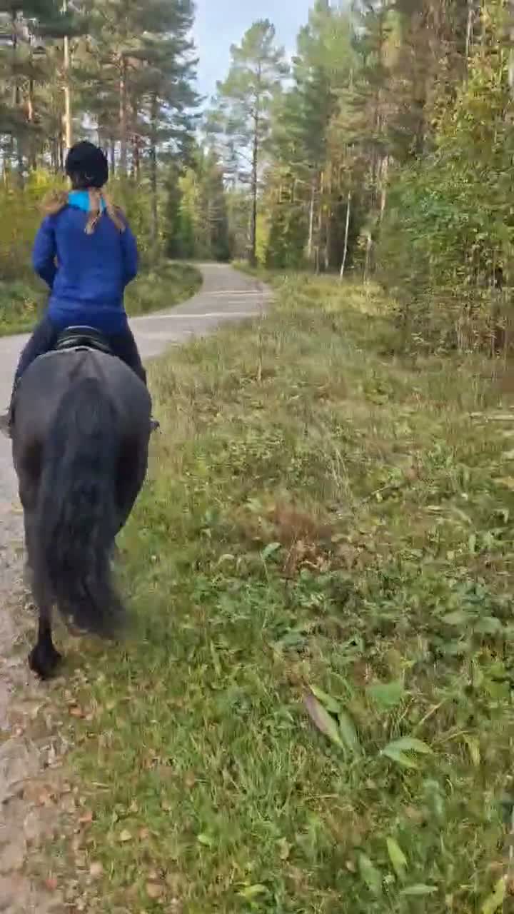 Allround hästar till salu: Underbart kallblodssto - Video 2