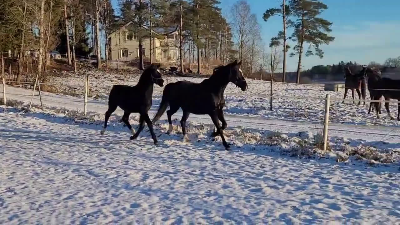 Dressyr hästar till salu: Magiskt vacker kille e: Hometown - Video 2