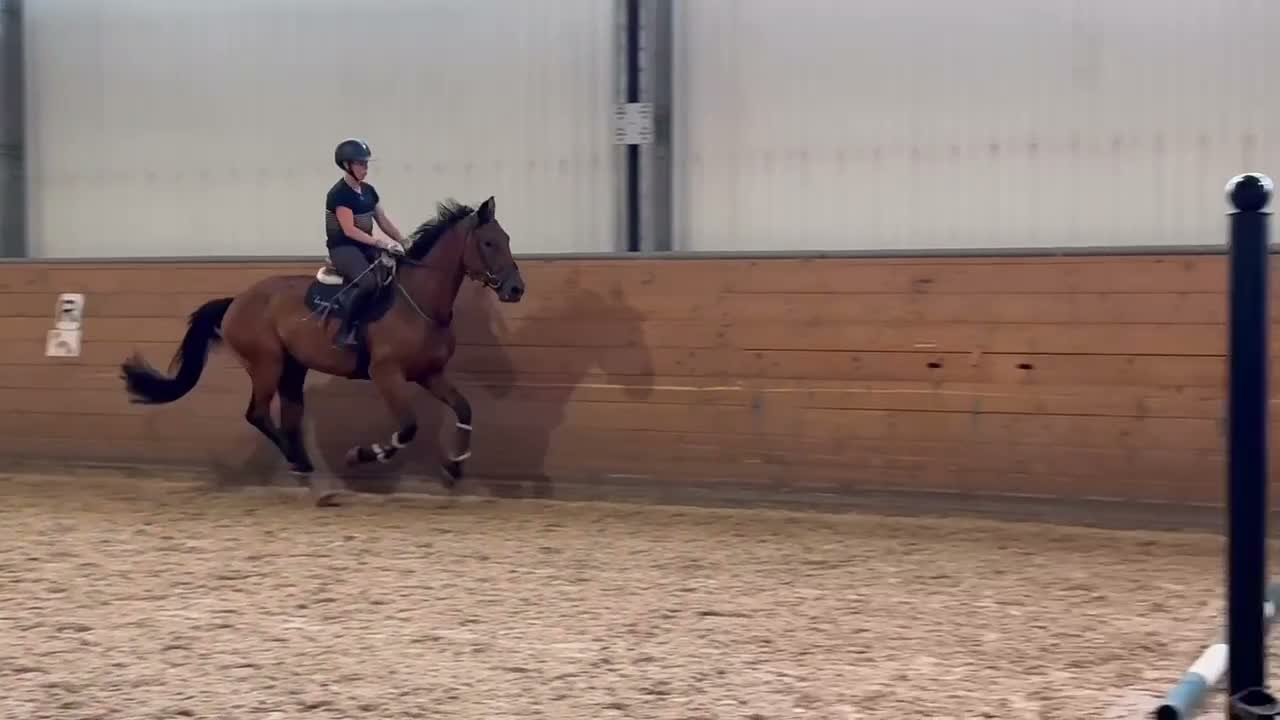 Allround hästar till salu: Fynda trevlig valack! - Video 4