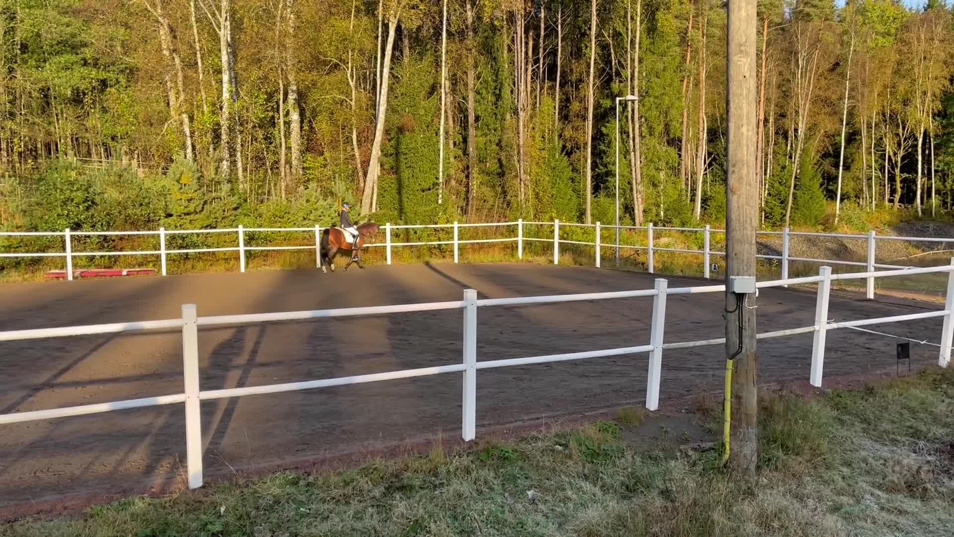Dressyr hästar till salu: Toppstammad kvalitetsponny - Video 4